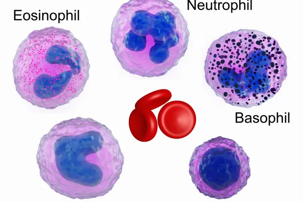 خلايا الدم المتنوعة ومنها العدلات