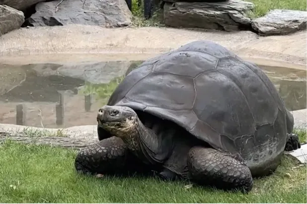 أنجبت بعُمر الـ100 (أ.ب)