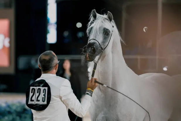 نخبة من أرقى الجياد العربية ستشارك في المنافسات (الشرق الأوسط)