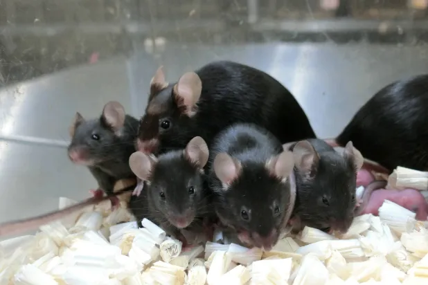 حدد العلماء البنية الدماغية في عينة نسيجية بحجم حبة رمل (أرشيفية - رويترز)