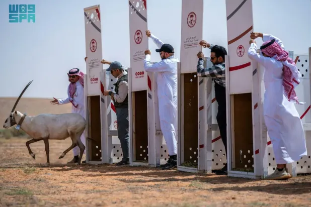 شمل الإطلاق 5 من المها العربي المهدد بالانقراض (واس)