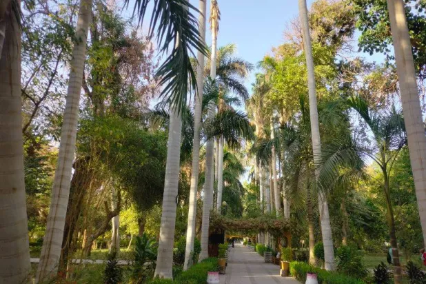 جزيرة النباتات بأسوان تضم العديد من الأشجار المعمرة (الشرق الأوسط)
