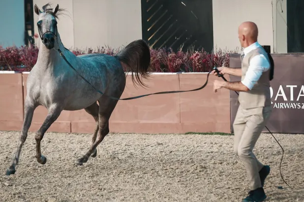 12 جيادا تأهلت لليوم النهائي من البطولة (الشرق الأوسط)