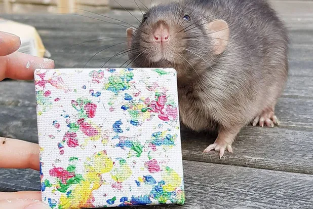 فنٌّ خارج التوقّعات (إنستغرام)