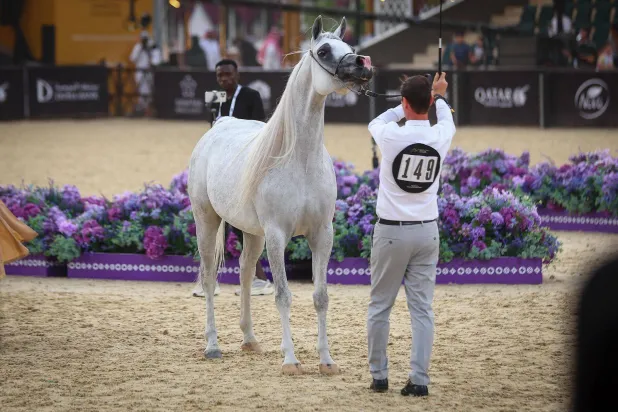 اليوم الختامي سيشهد تتويج أبطال الفئات المشاركة (الشرق الأوسط)