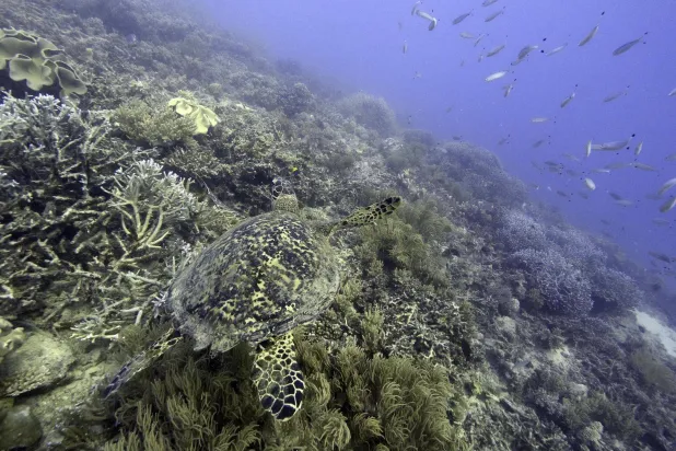 أعماق البحار والتي تحتوي على العديد من المعادن النادرة (أ.ب)