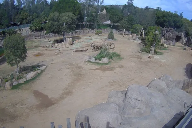 صورة من مقطع فيديو يُظهر الفيلة وهي تتجمع في حديقة حيوان «سفاري سان دييغو» وتشكّل «حلقة إنذار» لحماية صغارها مع وقوع زلزال بقوة 5.2 درجة في إسكونديدو (رويترز)