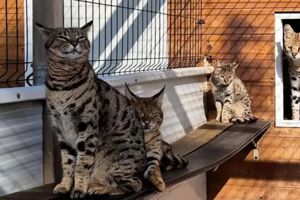 الغرابة المُتاجَر بها (الحرس المدني في وزارة الداخلية)