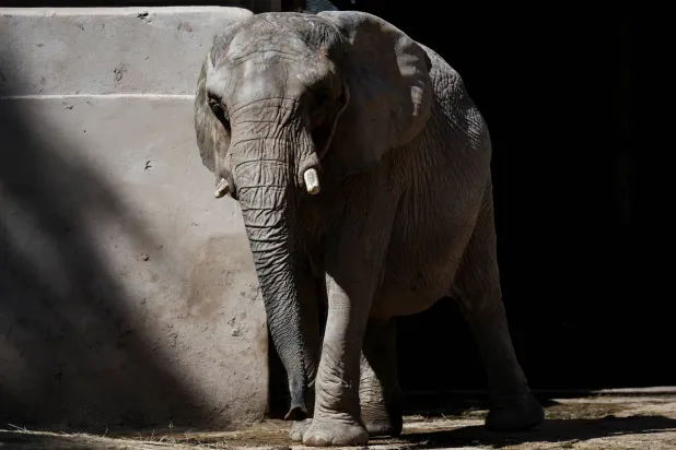 «بوبي» تُمنَح فرصة العيش اللائق (رويترز)