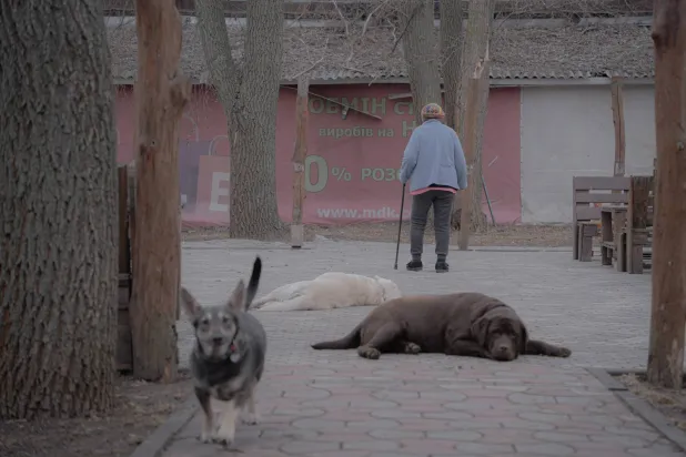 امرأة مسنة تمشي وسط الكلاب المستلقية في فناء داخل أحد المراكز بخاركيف (أ.ف.ب)