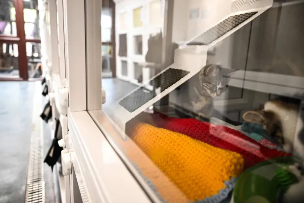 قطة صغيرة تُدعى توليب في ملجأ مايهيو للحيوانات غرب لندن (أ.ف.ب)