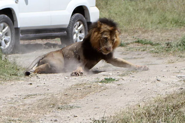 أسد ضال يسقط بعد أن أطلق عليه حارس من هيئة الحياة البرية الكينية النار في منطقة إيسينيا بمقاطعة كاجيادو بعد أن هاجم وأصاب أحد السكان المحليين على مشارف العاصمة نيروبي (أرشيفية - رويترز)
