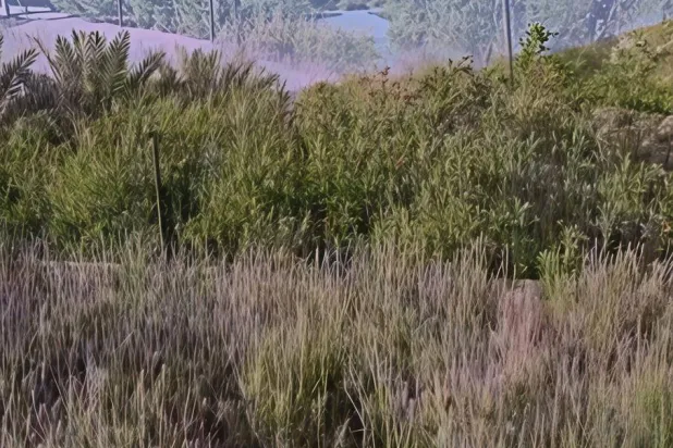 الزراعة السياحية في السعودية تزهر باللافندر (الشرق الأوسط)