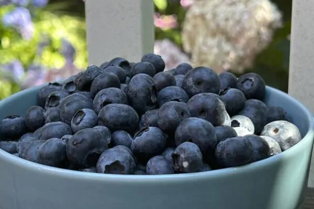 يتميز التوت باحتوائه على مضادات الأكسدة خاصة الأنثوسيانين التي ثبتت فاعليتها في تحسين استجابة الجسم للإنسولين وتقليل الالتهابات (أ.ب)