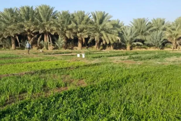 Suudi Arabistan'daki bir tarla (SPA)