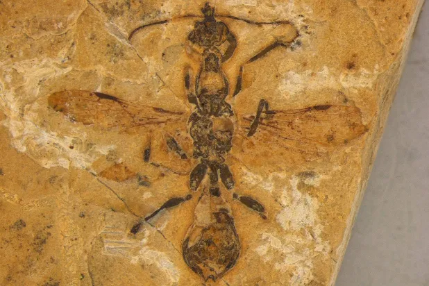 «نملة الجحيم» (رويترز)