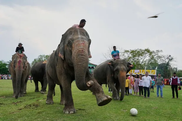أفيال تلهو في الهند (أ.ب)
