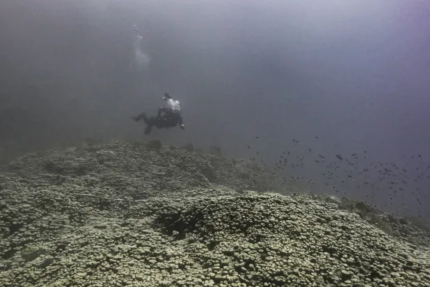 تُعتبر الشعب المرجانية في البحر الأحمر من أكثر النظم البيئية صموداً في العالم (الشرق الأوسط)