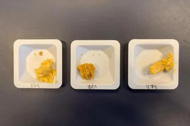 Bilim insanları uzay misosu (ortada) daha uzun bir yol kat ettiği için renginin koyu olduğunu söylüyor (Maggie Coblentz)