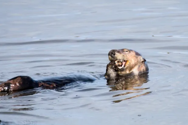   The two North American river otters escaped two weeks ago from the NEW Zoo & Adventure Park in Green Bay, Wisconsin. Reuters