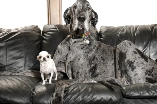 «غينيس» للأرقام القياسية