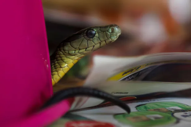 طباخ في الهند قدم للتلاميذ على ما يبدو طبقاً أخرج منه ثعباناً ميتاً (أرشيفية - أ.ف.ب)