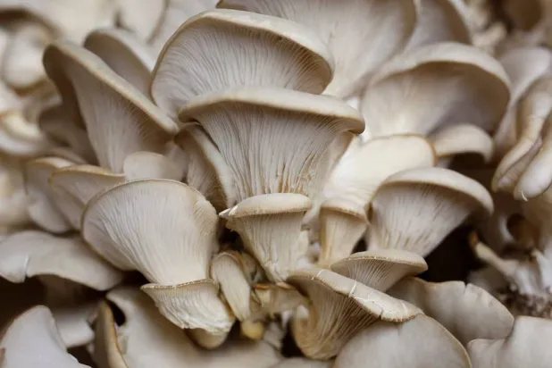 رغم أن فكرة شرب الفطر قد لا تبدو جذابة، فإن هذه القهوة باتت تحظى بشعبية متزايدة، خصوصاً بين من يسعون لتعزيز طاقتهم البدنية وتحسين تركيزهم دون الاعتماد الكامل على الكافيين (رويترز)