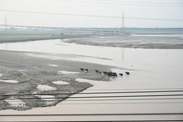 ماشية تعبر نهر شيناب بإقليم البنجاب، باكستان 6 مايو 2025 (إ.ب.أ)