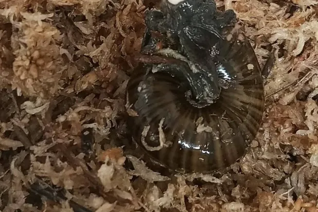 نوعٌ بارع في الإدهاش (أ.ب)