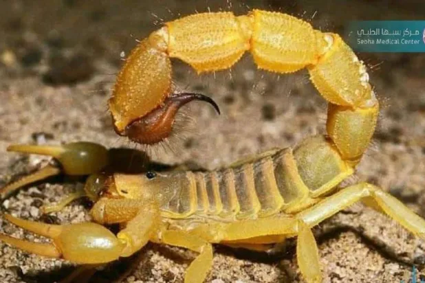 تشهد المدن البرازيلية اجتياحاً من العقارب