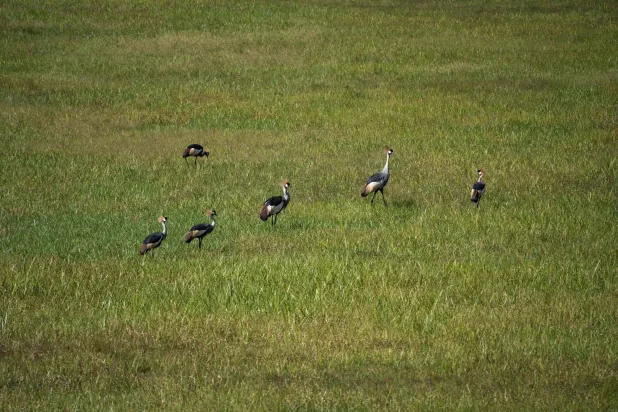طيور الكركي الرمادية في مستنقعات بروندا (أ.ف.ب)