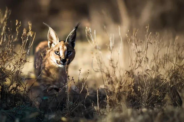 تتميز برامج الحياة البرية الشهيرة بتصوير سينمائي مذهل وسرد قصصي مشوق (الشرق الأوسط)