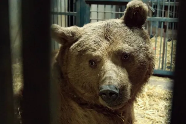 قسوة يتعذَّر وصفها (المنظّمة الدولية لإنقاذ الحيوانات)