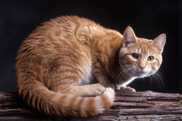 لغزٌ خلف الجمال (غيتي)