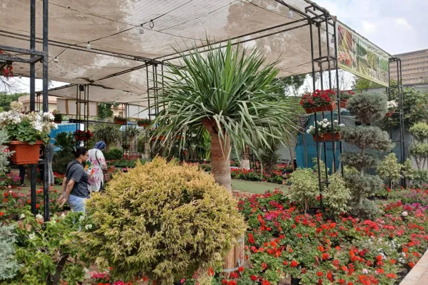 اتجاه حكومي نحو التوسُّع في تصدير نباتات الظلّ والزينة (الشرق الأوسط)