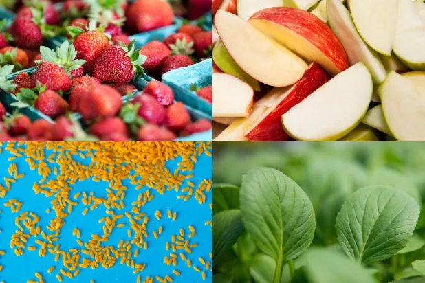 الفاكهة والخضراوات والبقوليات تُعزّز فرص الشيخوخة الصحية (جامعة تافتس)