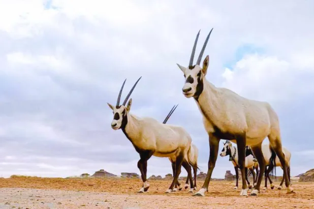 حملة إعادة توطين الحيوانات البرية تشمل الظبي وغزال الريم والمها العربي والوعل الجبلي