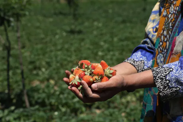 مزارع في الهند يحمل بعضاً من الفراولة بعد قطفها (إ.ب.أ)