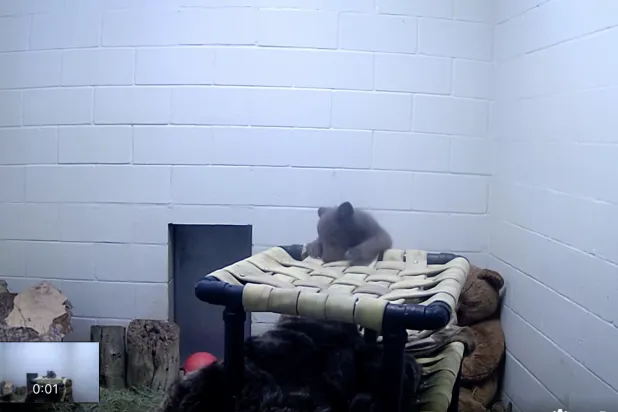 جمعية «سان دييغو»