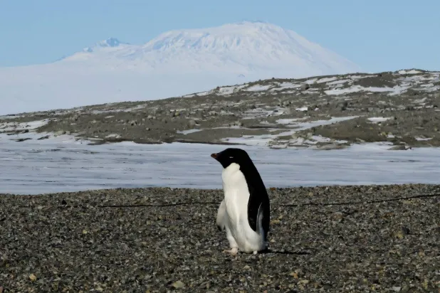 تطلق طيور البطريق كميات كبيرة من غاز الأمونيا (جامعة هلسنكي)