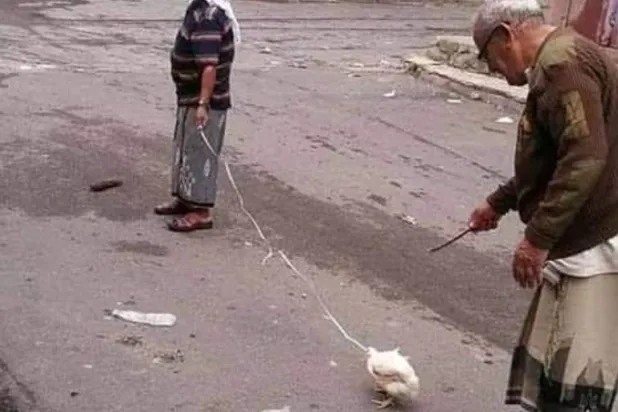 لقطة أرشيفية ليمني في تعز يتهكم على أسعار المواشي بجرّ دجاجة كالماشية (فيسبوك)
