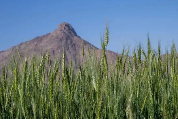 تسعى السعودية لرفع إسهامات القطاع الزراعي في التنمية الاقتصادية (واس)