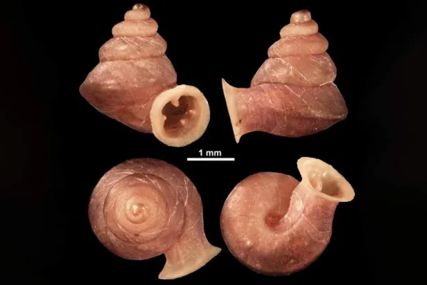 Anauchen picasso (Gojšina ve diğerleri)