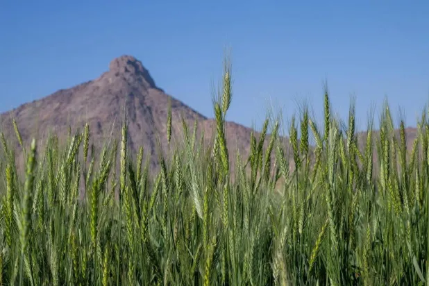 سنابل القمح بحقول نجران الواقعة في جنوب السعودية (الشرق الأوسط)