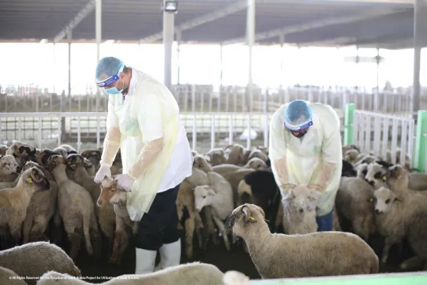 «أضاحي» تنفذ مليون أضحية خلال موسم حج 1446 (أضاحي)