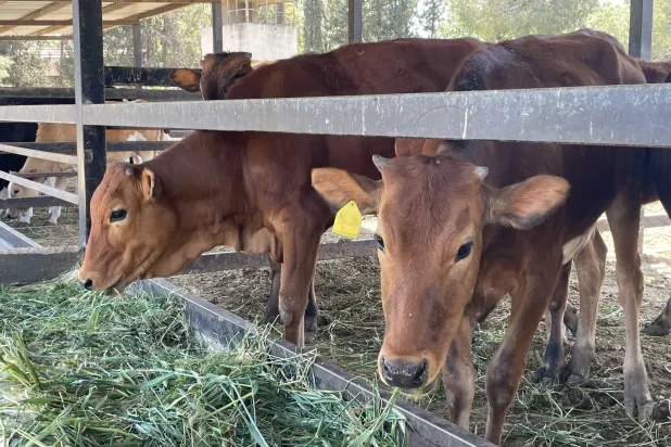 أبقار من نوع «البقرة الشامية» المهدّد في مزرعة كلية الهندسة الزراعية بجامعة دمشق (الشرق الأوسط)