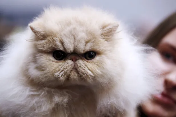 الخرف لا يُميّز بين إنسان وحيوان (إ.ب.أ)