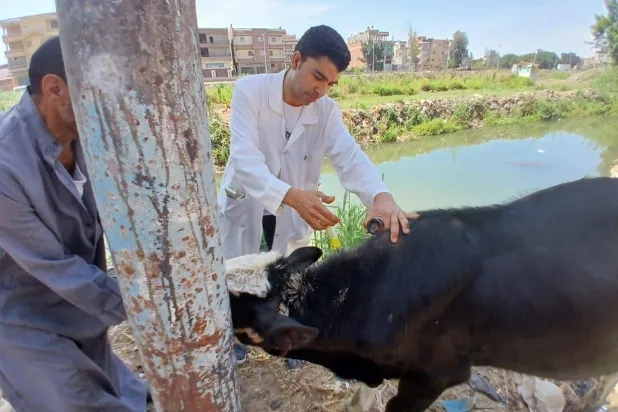  تكلفة تربية الأبقار زادت بسبب ارتفاع تكلفة الإنتاج - وزارة الزراعة المصرية