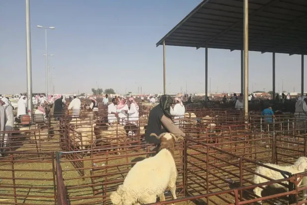 الخِراف الأكثر طلباً للأضاحي (واس)