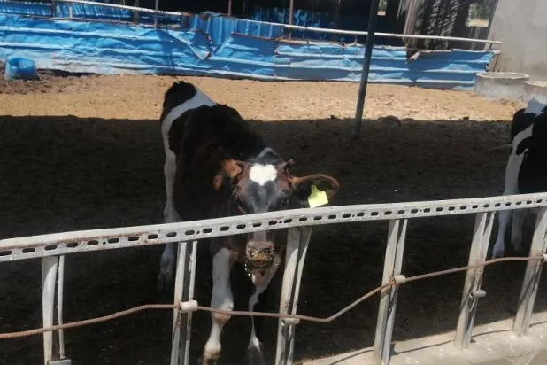 وزارة الزراعة أعلنت استيراد رؤوس الماشية (وزارة الزراعة المصرية)